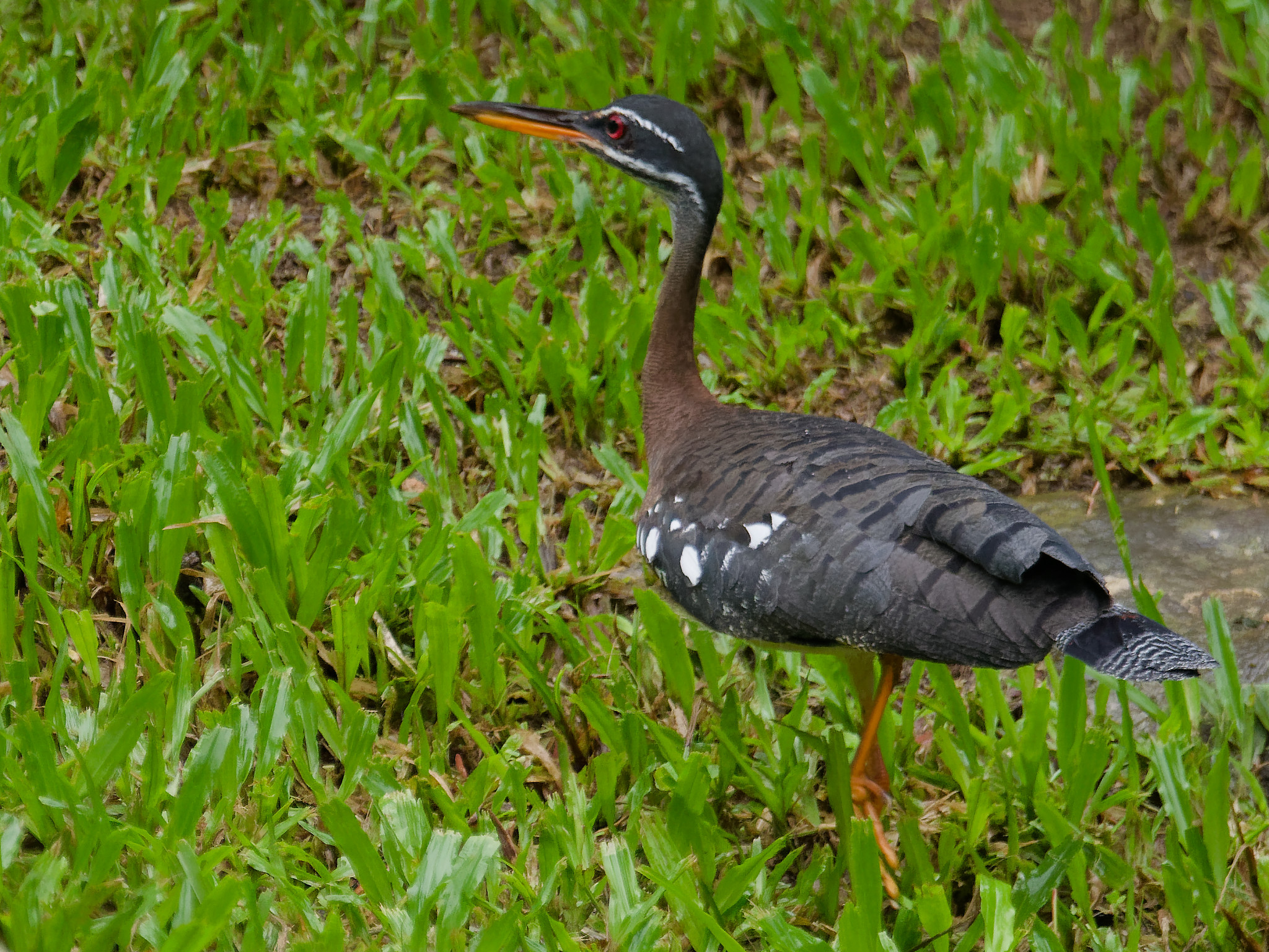 Eurypyga helias / Sunbittern / Zonneral